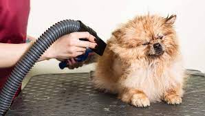 Groom Your Pup Like a Pro with the Best At Home Dog Blow Dryer post thumbnail image