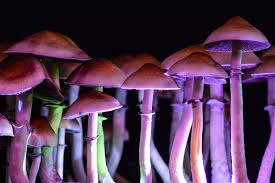 Shrooms DC: Nature’s Psychedelic Gift post thumbnail image