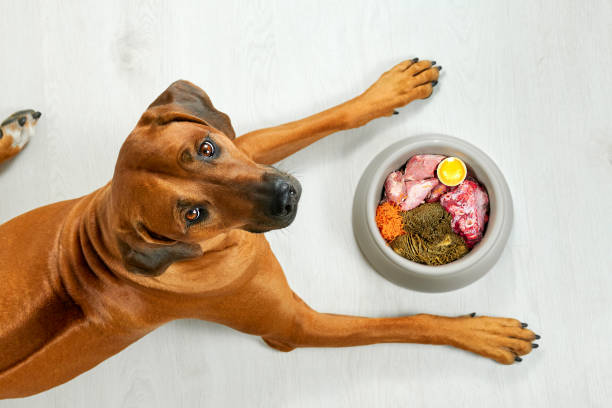 Beyond Kibble: Why Raw Dog Food is Gaining Popularity post thumbnail image