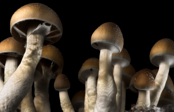 Unveiling the Mystique: DC’s Magic Mushroom Market post thumbnail image