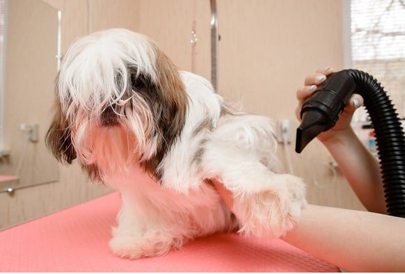 Keeping Fido Dry: The Ultimate Dog Blow Dryer post thumbnail image